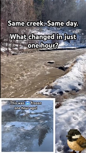 What Changed in Just One Hour? | WildScribe Discovery 🌲 #Shorts