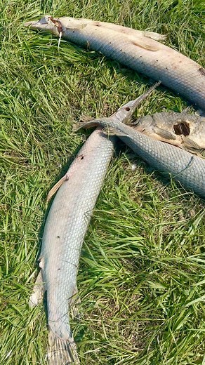 I came across these gar that someone shot with a bow and just dumped. It’s heartbreaking to see a Native species treated like trash when they’ve survived for millions of years. Gar aren’t a problem fish — they’re a vital part of our ecosystem. These fish deserve better. | The Fish Whisperer