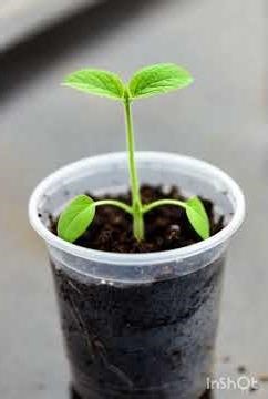 🥒Cucumber Seed Germination to Harvest | Complete Growth Stages Time Lapse