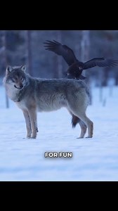 Ravens and wolves may seem like unlikely partners, but in the wild, they help each other survive. #ravens #wolves #DidYouKnow #factswiki | Facts Wiki