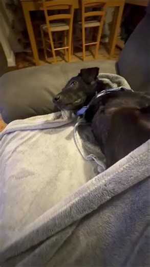 Are You Comfy, Monty?