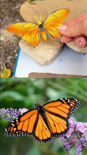 Butterfly 🦋 & Ladybug 🐞 | Learn Bug Insect Names and Fun Facts for Beginners Kids!