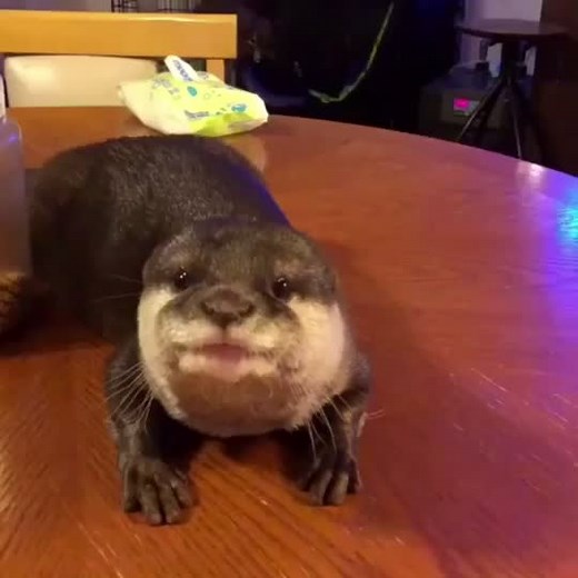 Playful Young Otter Interacts with Human Hand