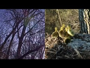 Decorah Goose Cam~6 Goslings Jump From Eagle Nest To Mom Waiting on The Ground_4.26.23