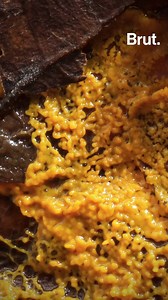 No brain, no neurons, no nervous system... Here's why the blob defies the laws of biology. | Brut nature