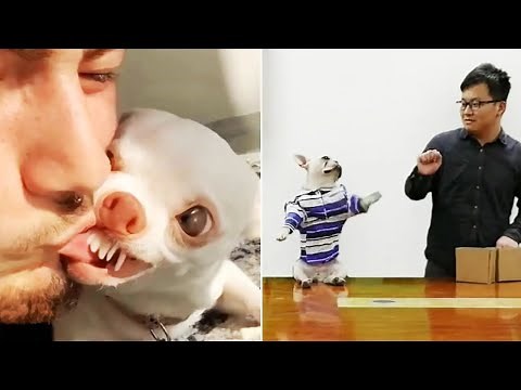 Grappige filmpjes dieren die je dag 100% beter maken 😂 (LEUK)| Lach TV11