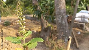 Organic Holy Basil with flowers Close up, Ocimum tenuiflorum, commonly known as holy basil, tulsi or tulasi.