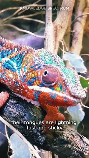 Chameleon Magic: Unraveling the Mystery of Color-Changing Lizards
