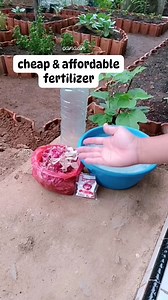 nourished the soil, improve plant health and accelerate growth #gardeningtips #gardening #everyonefollowers #fypviralシ #seasonal #pumpkinseason #fallseason #sustainableliving #farmlife #Canaan #harvestseason #fallseason #holidayseason #fypシ #foryouシ | Canaan All in One Fertilizer Original Direct Supplier