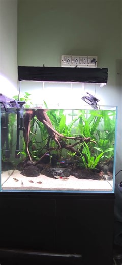 Java Ferns Planted Aquarium
