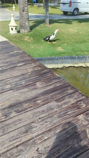Duck on the resort 🦆 Tropical & Caribe Deluxe Princess 🇩🇴 Punta Cana