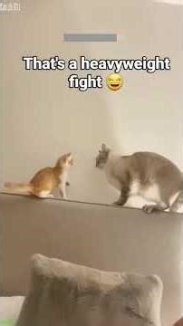 Funniest Cat 😹 cats meowing 😻 # Ep 8587