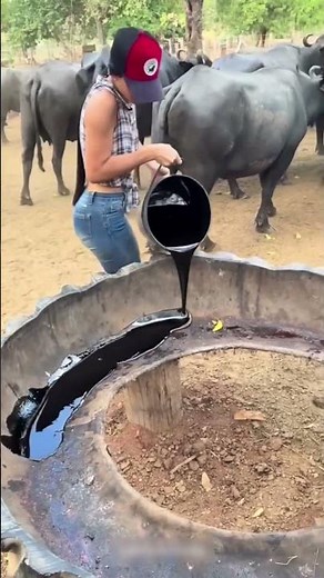 Why Are Cows So Crazy About Molasses!