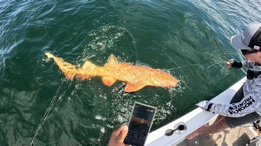 One-of-a-kind golden shark discovered in Costa Rica