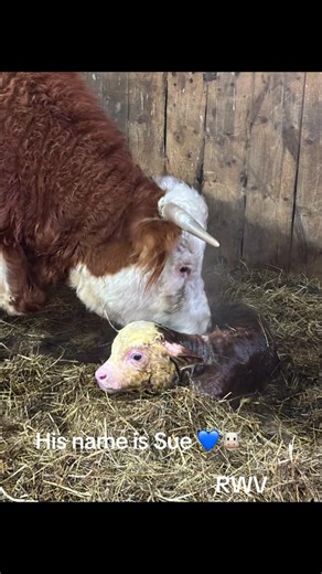 RWV Land & Livestock on Instagram: "Yes … his name is Sue ! He is a tough one, born in freezing weather with a good momma that needed a refresher course on allowing her newborn to eat 🤦‍♀️ She kicked, ran in circles and I just didn’t have the energy to fight her. She seemed uncomfortable so I gave her a small dose of banimine to take the edge off….I was able to milk her while she laid down exhausted. I fed him colostrum and a bottle of commercial colostrum. Said good night (late) checked the ca