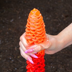 83K views · 264 reactions | Unlock handy gardening tips you never knew you needed ✨ | Transformazing | Facebook