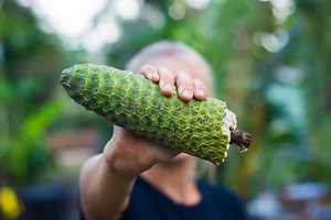 Monstera Deliciosa *Pre-Order*