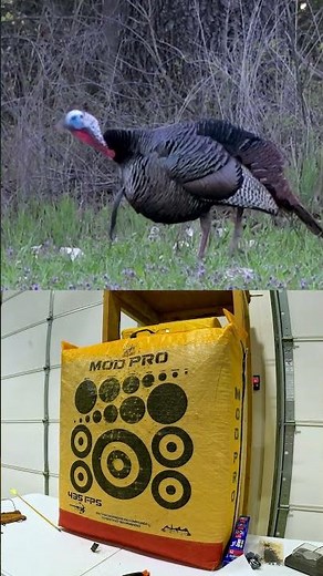 The sounds of spring!