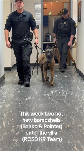 Step aside, Love Island! Our hot new K9 bombshells have entered the villa… and they brought the bite! #LoveIsland #TeamRCSD | Richland County Sheriff's Department