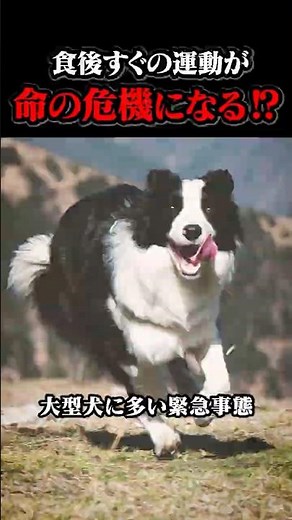 [WARNING] Dog runs after meals can be deadly. The truth about gastric torsion, a terrifying emerg...