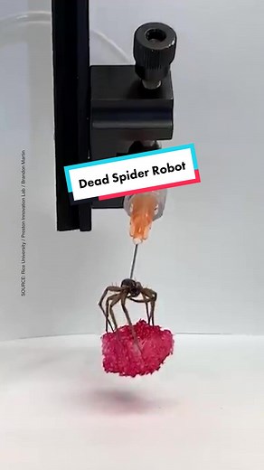 Reviving a Dead Spider: The Future of Necrobotics