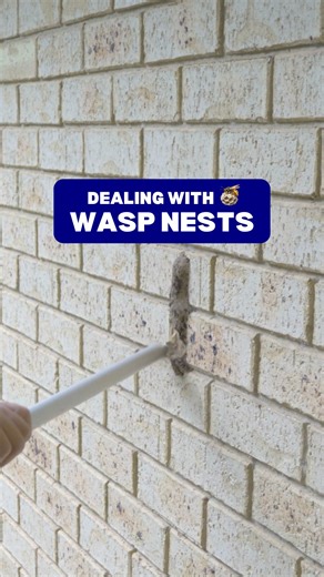 11K views · 15 reactions | Wasps don’t wait — and neither should you They’ll sting and defend their nest if disturbed We carefully locate and remove the colony No stings, no stress, just a safe home #pestcontrol #brisbanepestcontrol #waspcontrol #homeprotection | EPM PEST Control | Facebook