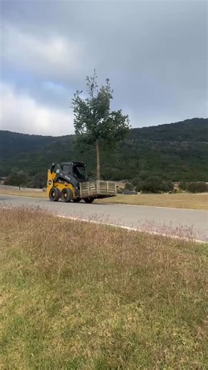 This Bur Oak is heading to its final home out in Real County — and it’s one of our favorite trees to work with. At Lost Madrone Landscapes, we love Bur Oaks for more than just their beauty. Their extra-large leaves create a calming sound in the wind, their bold leaf shape adds character, and their oversized acorns make for fun projects with the kids. If there was a family friendly tree, this would be it. They’re also more resistant to oak wilt than many other oak species, grow quickly, provide e