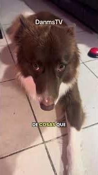 Las mascotas son FAMILIA ❤️