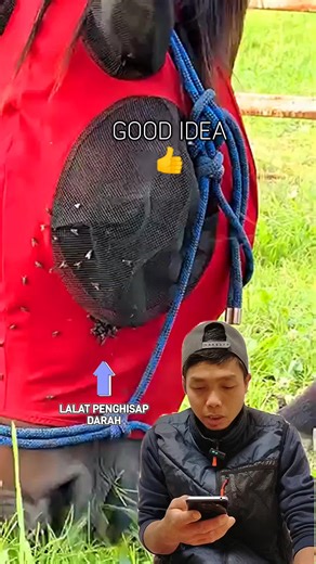 Cara Mengatasi Lalat Pada Hewan Ternak dengan Efektif