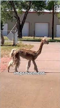 This Alpaca's Survival Story Will Inspire You 🥹 #animals #alpaca #ytshorts