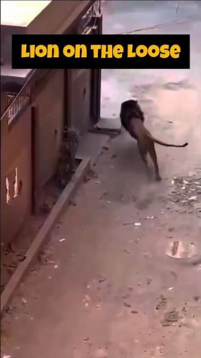 Lion Attack Caught on Camera: Escaped Zoo Predator Strikes in the Streets