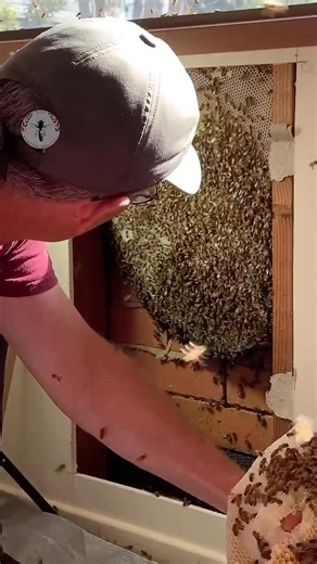 Perfect Geometry, Built By Bees