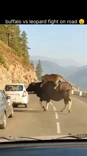 Leopard Jumped on Buffalo 😱 | Road Par Shocking Attack #viral #shorts #jungle | Jungle Wilds