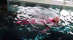 【琪咕咪】kigurumi萌娘被水淹没，不知所措