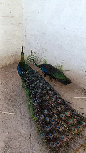 Khagga Wild Birds Farm on TikTok