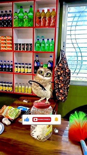 डांसिंग उल्लू का धुआँधार ठुमका 🦉#shortvideos #shortsviral #youtubeshorts #ytshorts #dancingowl