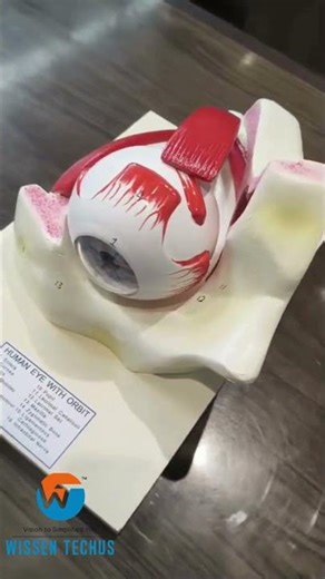 #humaneye #biology #humananatomy #scienceshorts #labequipment