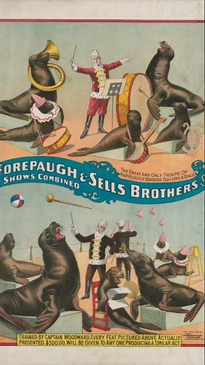 Forepaugh & Sells Brothers Shows — Trained Sea Lions & Seals, c 1899