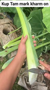 Sap ... .. #asmr #asmrsounds #asmrvideo #asmrcutting #fbreelsfypシ゚viralfbreelsfypシ゚viral #everyonehighlightsfollowers #fbreelsfypシ゚viralシ #highlightseveryone #cttoOfvideo #asianfood #ridegourd #nudoo #asia #vegetables | E a s e1990