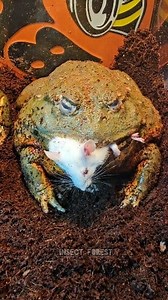 1.2M views · 10K reactions | Asian bullfrog eating white rat #frog #mouse #feeding #rat #mice #insects | Insect Forest | Facebook