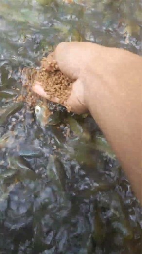 Tips agar ikan mas lahap makan dan tidak takut tuannya
