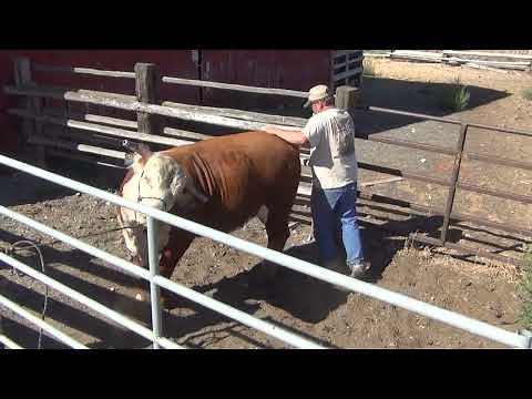 Hereford bull handling and horn weight removal.