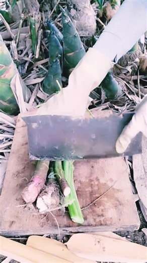 How to Harvest and Clean Fresh Bamboo Shoots in the Forest