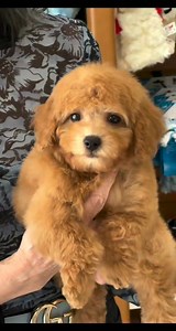 Maltipoo | Small breed puppies for adoption