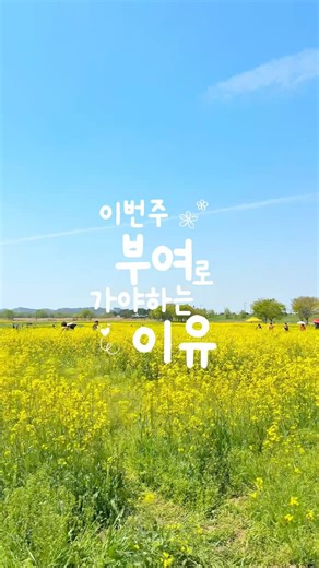 제주까지 안가도되는 대규모 유채꽃밭 만개 4/18🌼 #유채꽃축제 #유채꽃밭 #유채꽃