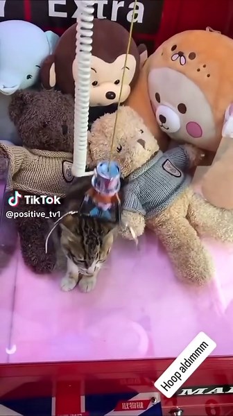 #humor #cool #funny #cat #positive