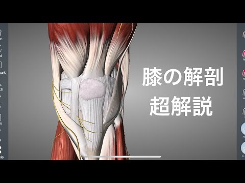 A detailed explanation of the anatomy of the knee