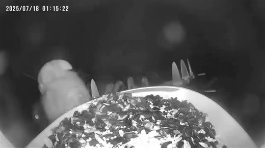 2.8K views | This bear had been visiting this property for a while and clearly knew about the bird feeder. It reached out, tipped the feeder, and stuffed all the treats into its mouth. The security camera perfectly captured the bear enjoying its feast. | Jukin Copyright Management | Facebook