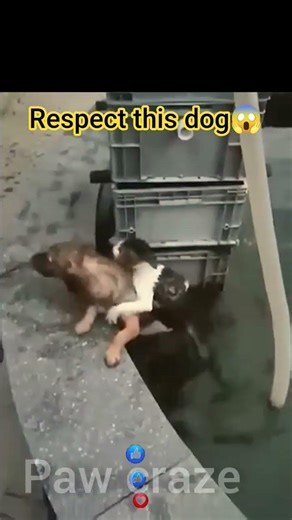 A Dog Saved Another Dog 🐶❤️ | True Friendship”#viral #animalstory #shorts