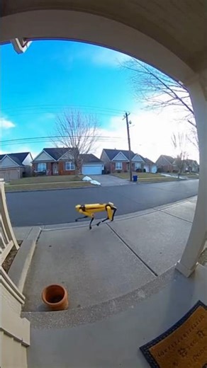 Bro is Cooked!😂🐕‍🦺 #fails #funny #bloopers #afv #doorbellcam #shorts